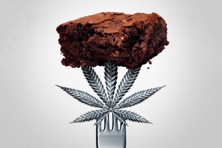 Cannabis Brownie
