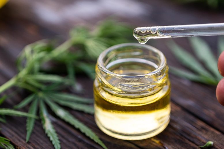 Cannabis CBD Hemp Oil