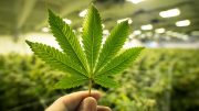 Cannabis Growing Shopping