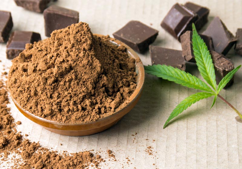 Chocolate Interferes With Cannabis Potency Testing
