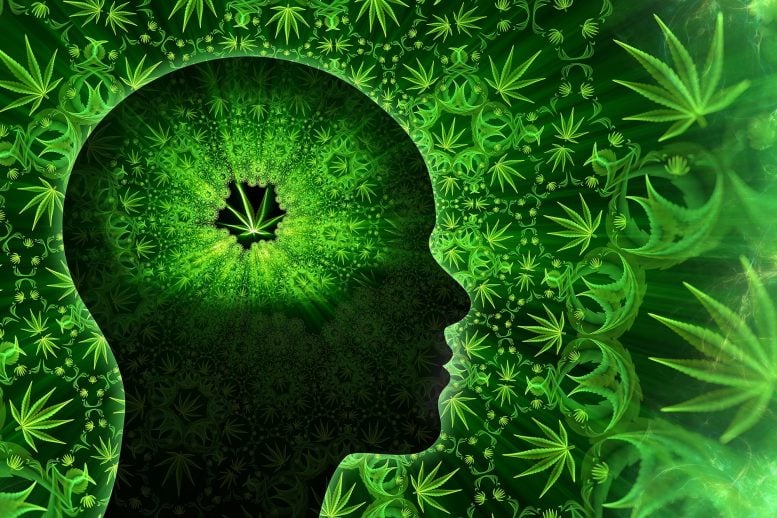 Cannabis Leaf Brain Effects