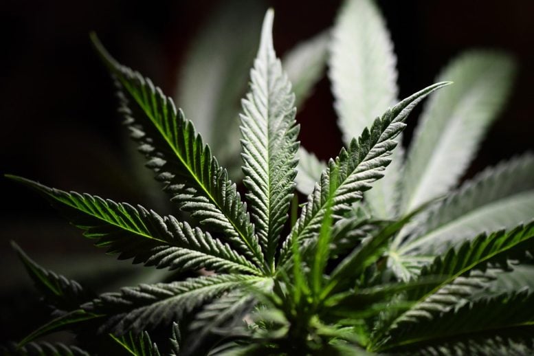Cannabis Leaf Shadows