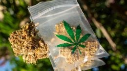 Cannabis Marijuana Bag
