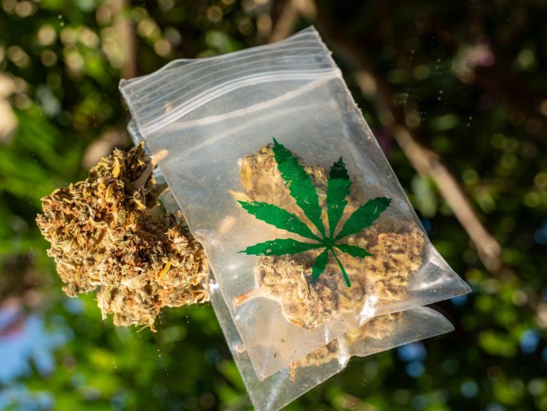 Cannabis Marijuana Bag