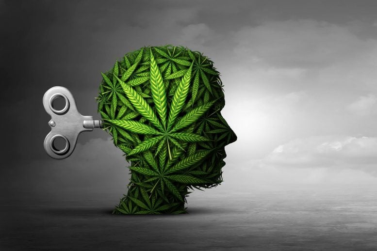 Cannabis Mental Health Anxiety Marijuana Psychiatry