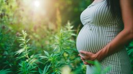 Cannabis Pregnancy Concept