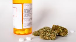 Cannabis and Prescription Opioid Pain Pills