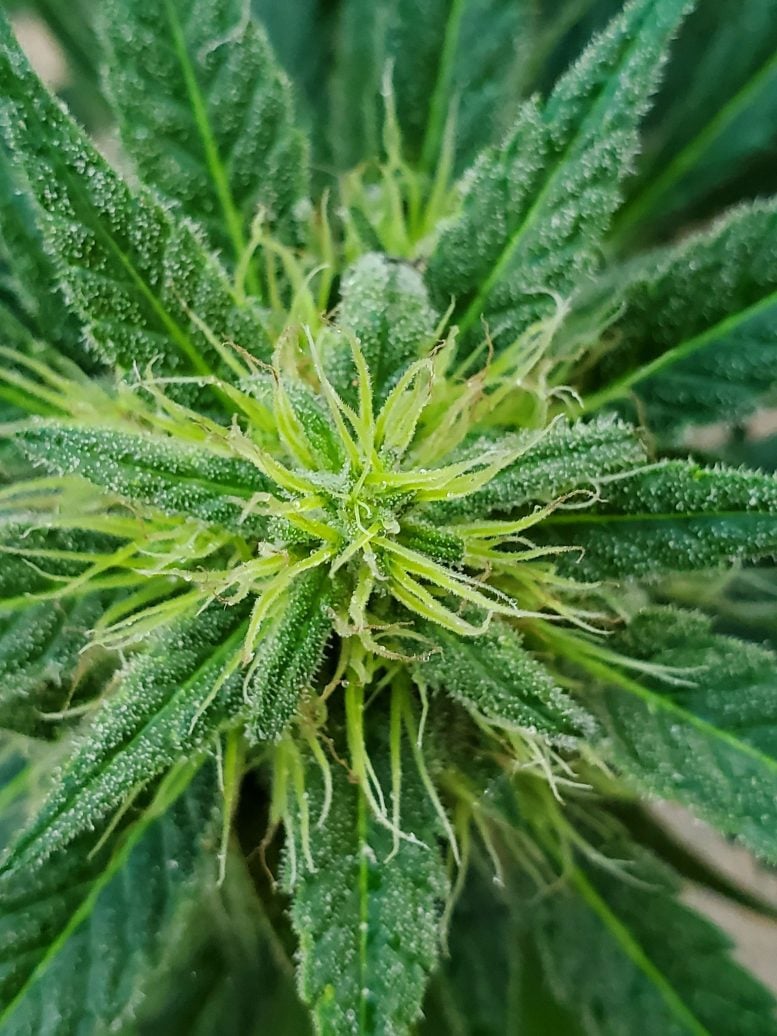 Cannabis sativa Plant