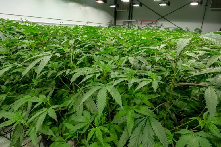 Cannabis sativa Plants