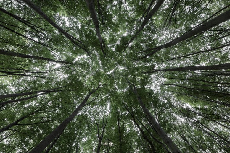 Canopy of the Beech Forest