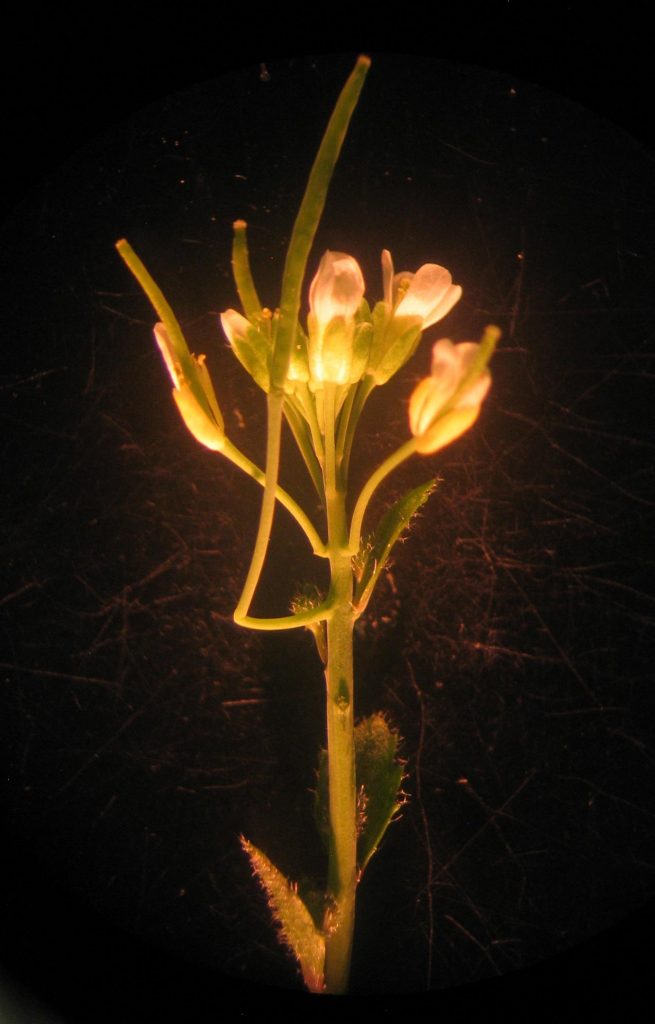 Cantil in Arabidopsis Mutant