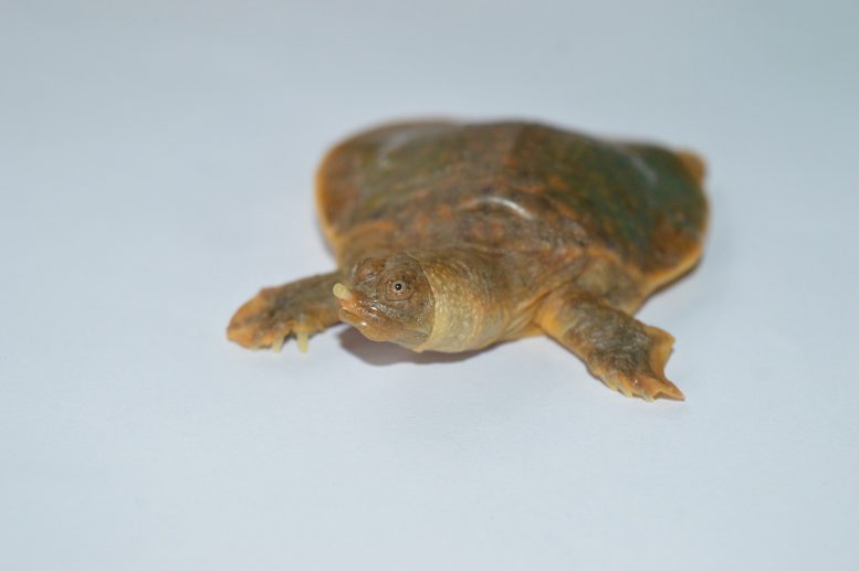 Cantor’s Giant Softshell Turtle Hatchling