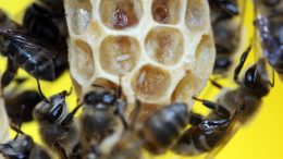 Cape Honey Bee Workers