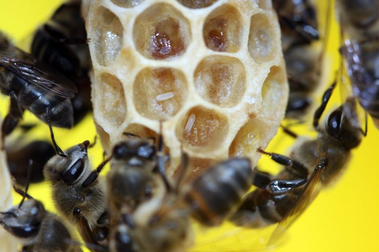 Cape Honey Bee Workers