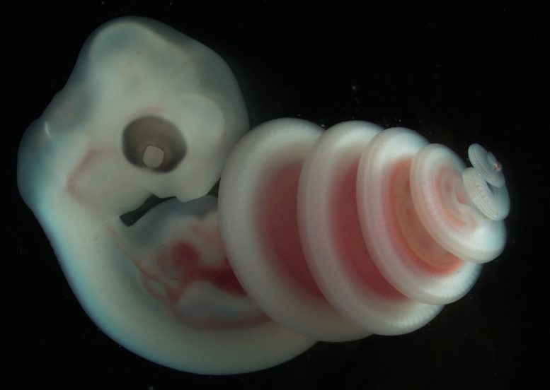 Cape House Snake Embryo Coiling