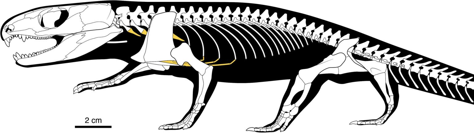 289-Million-Year-Old Reptile Mummy Reveals Origin of Human Breathing System