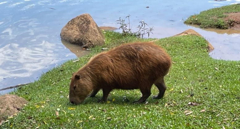 Intestinal microorganisms capybara