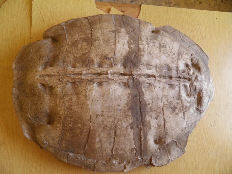 Carapace of Syriemys Lelunensis