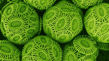 Carbon Filled Oceans Affect Tiny Important Organism