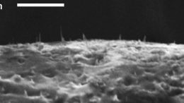 Carbon Nanofiber Needles