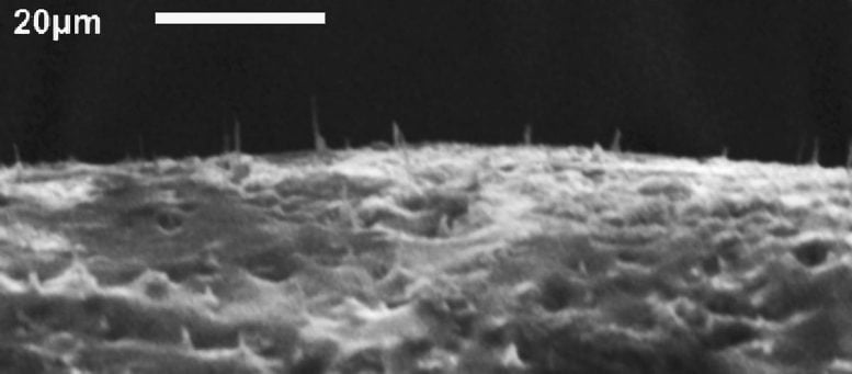 Carbon Nanofiber Needles
