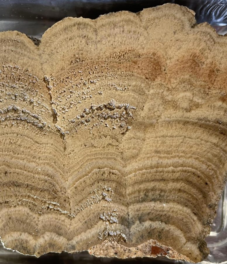 Carbonate Deposit Used in Roman Bath Roof Construction