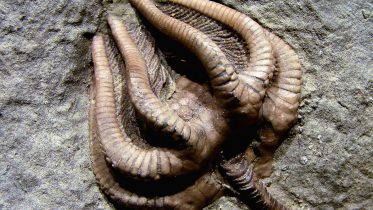 Carboniferous crinoid