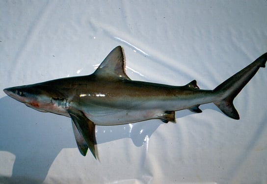 Carcharhinus-altimus-bignose-shark
