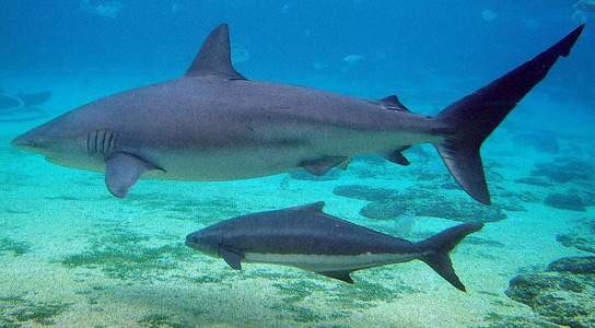 Carcharhinus-obscurus-spottail-shark