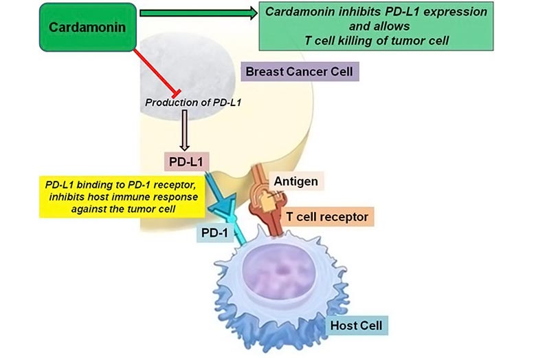 Cardamonin and Breast Cancer