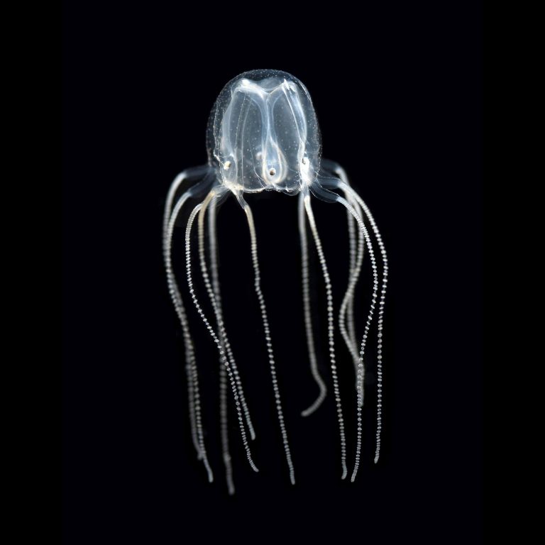No Brain, No Problem The Surprising Intellect of Jellyfish Changes Our