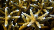 Caribbean Reef Staghorn Coral