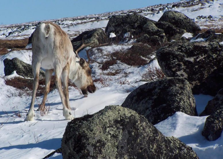 Caribou prisitaikantis atsakas į klimato kaitą