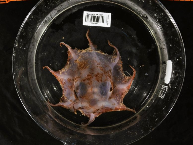 Carnarvon Flapjack Octopus Bottom Side