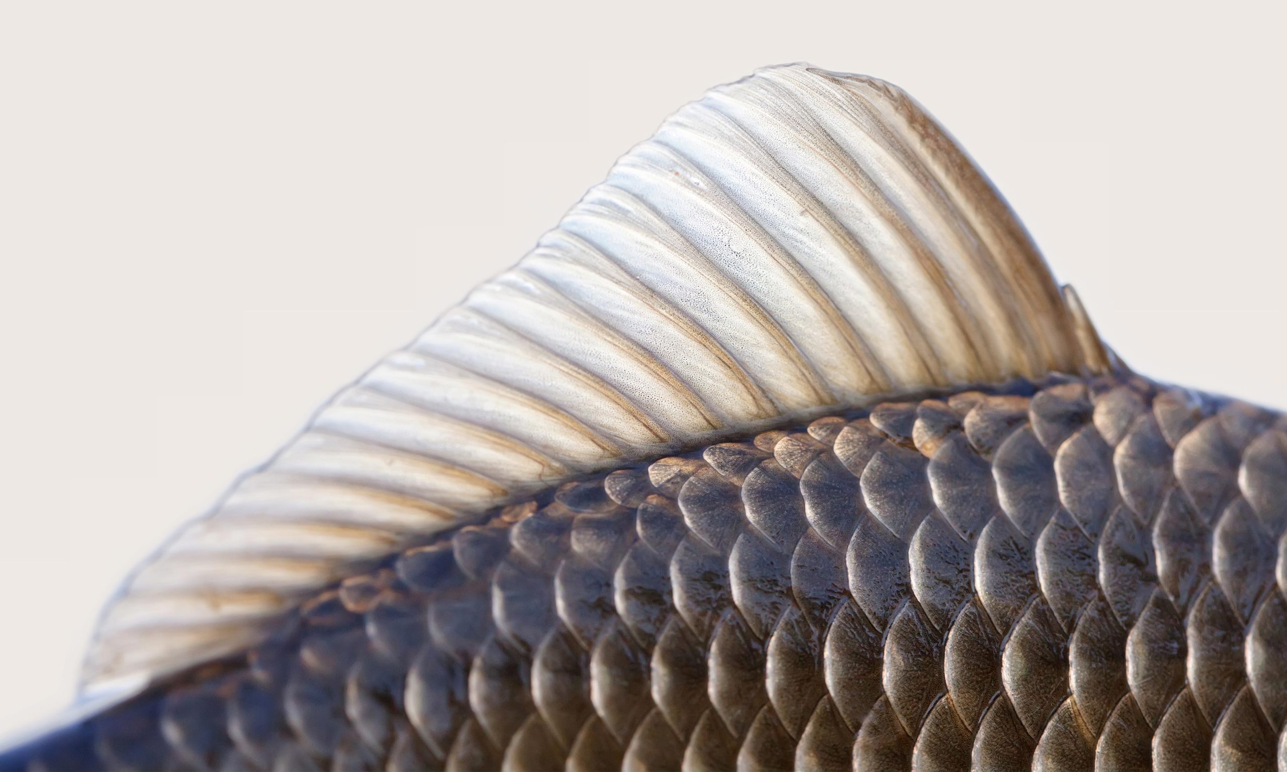 Off the Scales: Fish Armor Both Tough and Flexible – X-Ray Beam Analysis  Could Lead to Remarkable Synthetic Materials