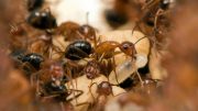 Carpenter Ants, UCF Parasitic Behavior Manipulation Lab