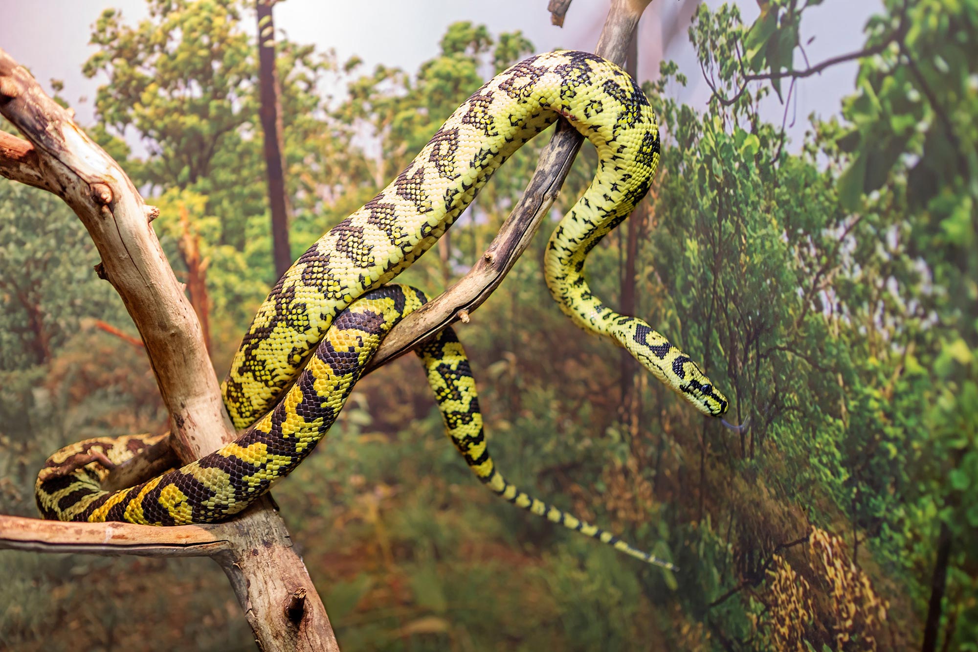 Surgeons Pull 3″ Parasitic Worm From Woman’s Brain – Still Alive and ...