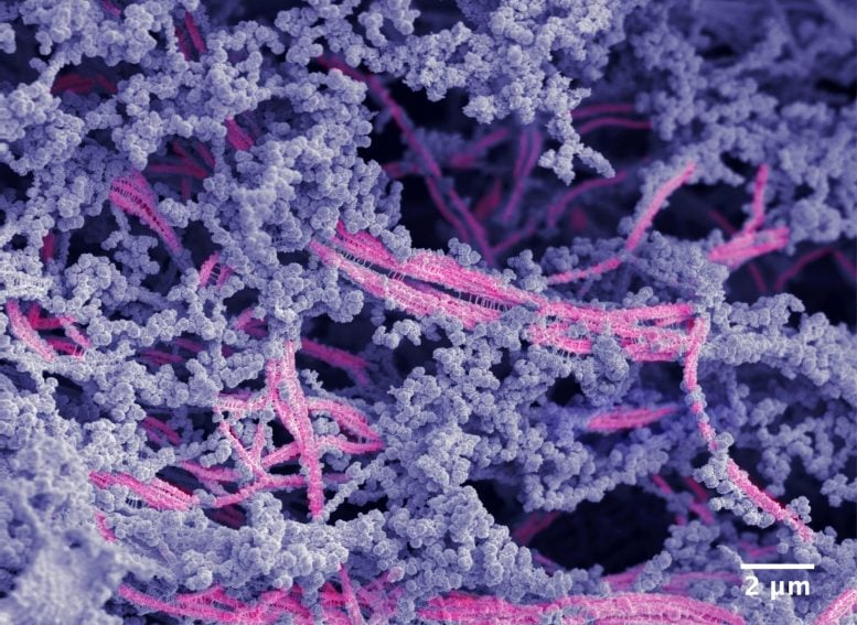 Microestructura de biomateriales de cartílago.