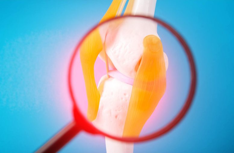 Cartilage Knee Joint Magnifying Glass