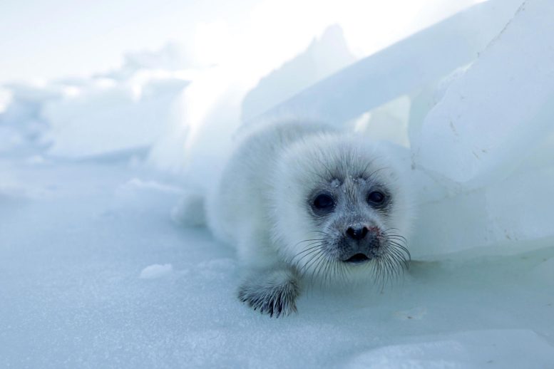 Caspian Seal Pup