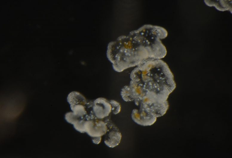 Cassiosomes Under Microscope