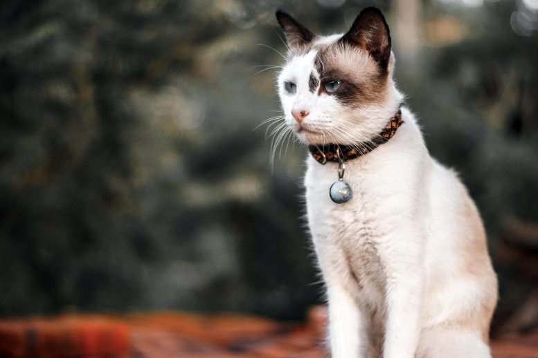 Cat Bell Collar