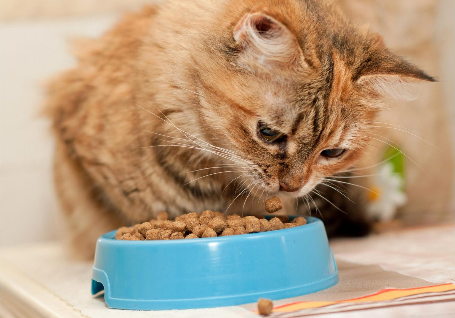 Most Animals Like To Work for Their Food, but Cats Prefer Free Meals(00)