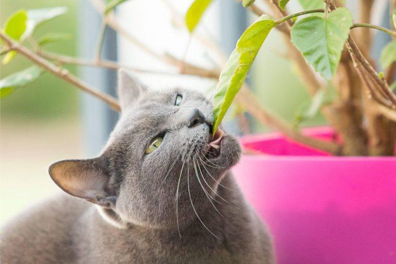 Cat Eating Leaf