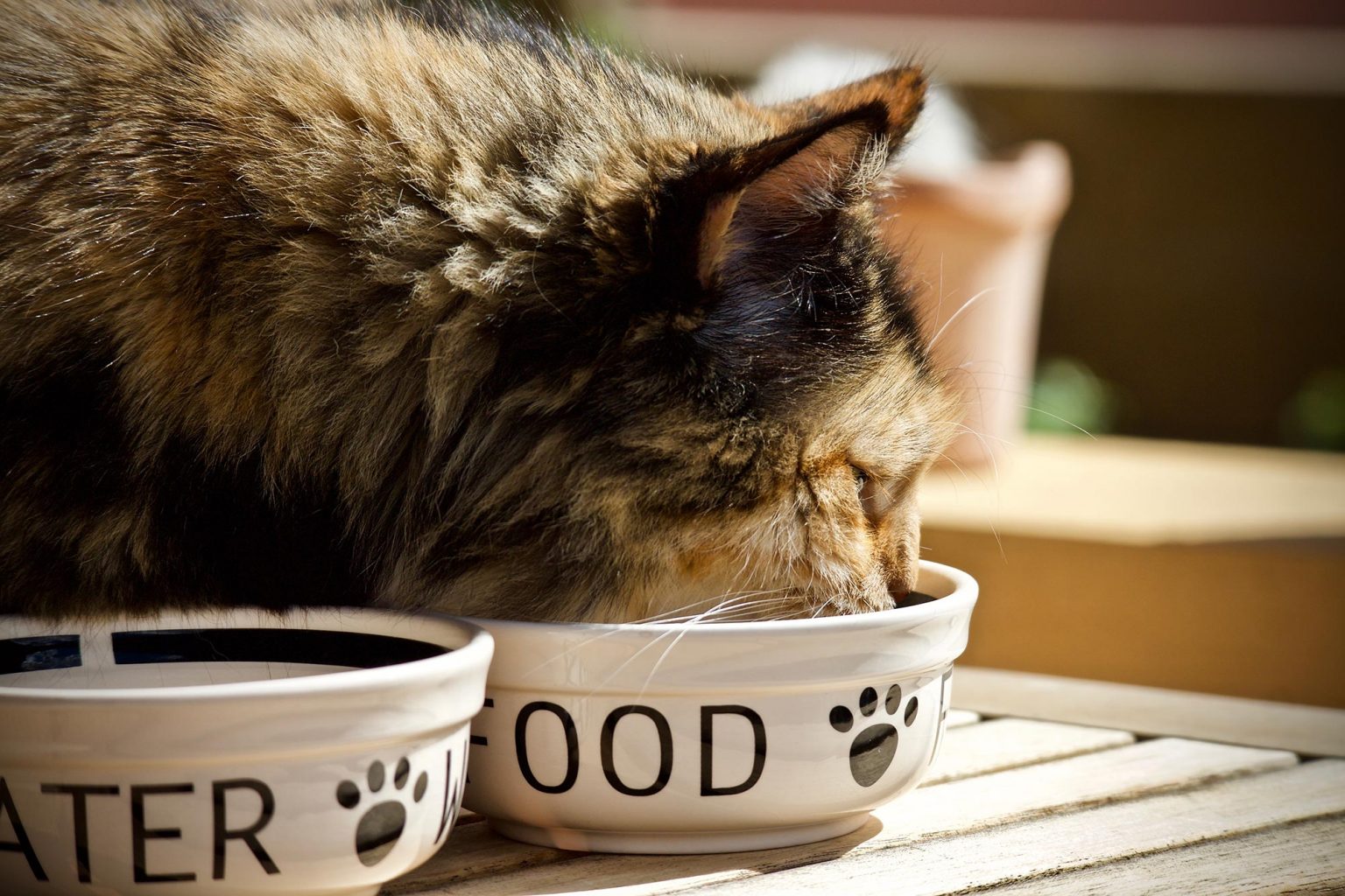 How Often You Feed Cats Could Be Critical for Their Health Here’s