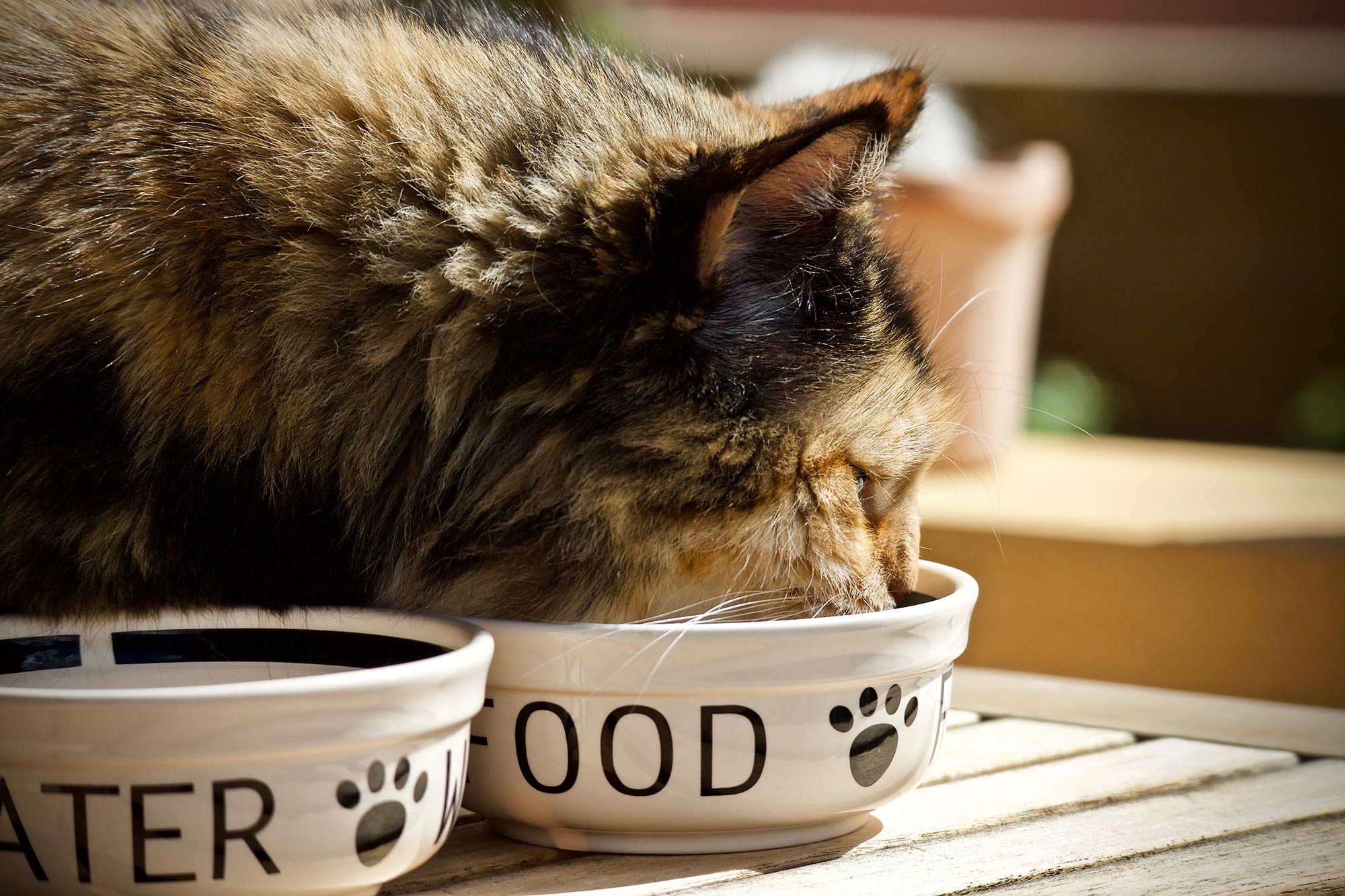 How Often You Feed Cats Could Be Critical for Their Health – Here’s