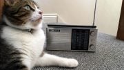 Cat Listening to Radio
