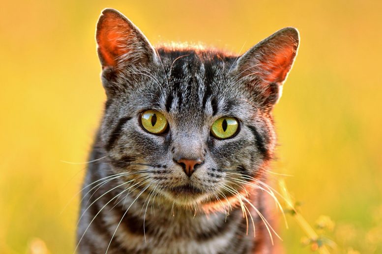 Cat Portrait