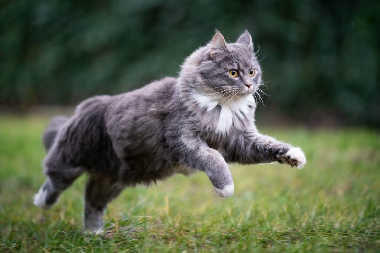 Cat Running Outside