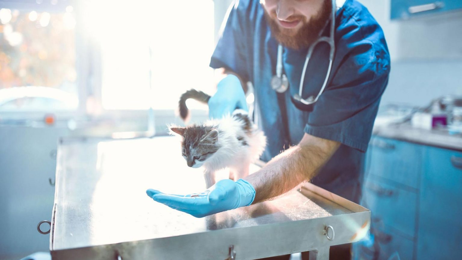 A Drug Used to Treat Deadly Coronavirus Infections in Cats May Be an